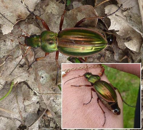 Carabus auratus